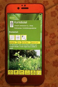 App Tipp Essbare Wildpflanzen